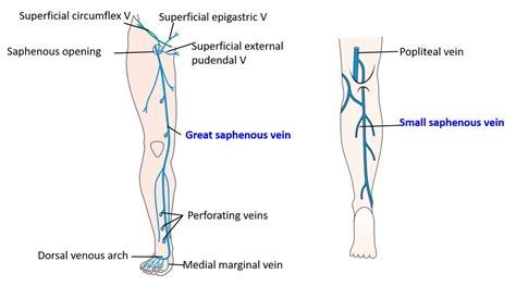 Veins of Lower Limb – Anatomy QA