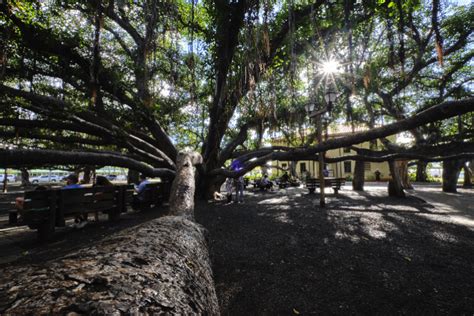 The Lahaina Banyan Tree | Maui Resort Rentals