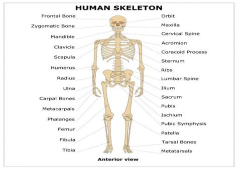 Interstitium - Diseases | ইন্টারস্টিটিয়াম - রোগ | DM3S