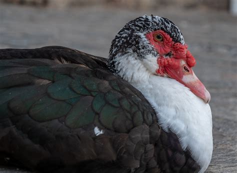 Everglades Invasive Species: Muscovy Duck - Captain Mitch's ...