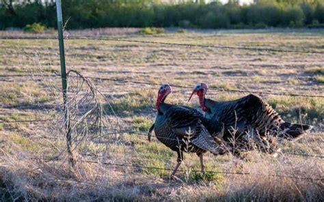 Wild Turkey Behavior: 🦃Insights into Feeding🌿, Roosting, and ...