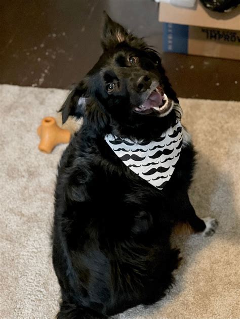 Navy Baseball Bandana Personalized Dog Bandana Leather Name - Etsy