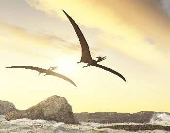 Pteranodon Facts for Kids - Facts Just for Parents, Teachers and Students