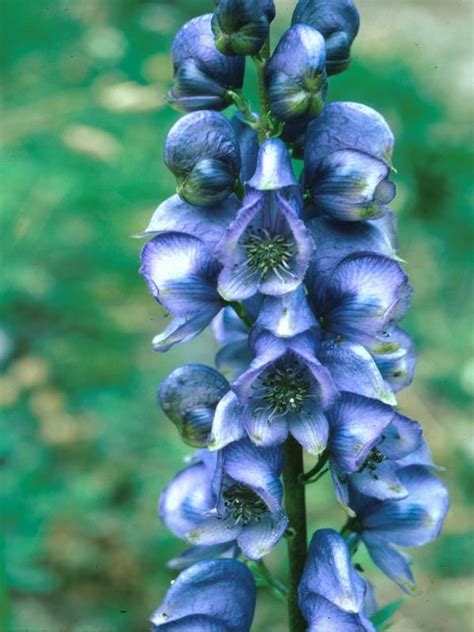 Pin by Mikael Addams on Poisonous Flowers | Wolfsbane, Types of flowers ...