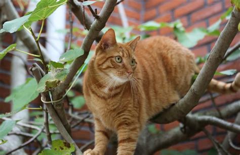 Small town in Germany institutes a cat lockdown | TheMayor.EU