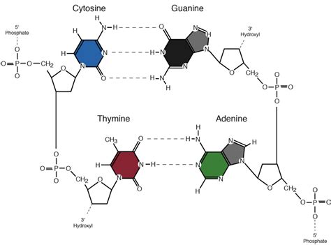 Watson and Crick DNA Model | Molecular Biology / Genetics | Microbe Notes