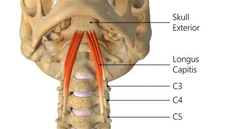 Longus capitis muscle Origin, Insertion, Function, Exercise - Mobile