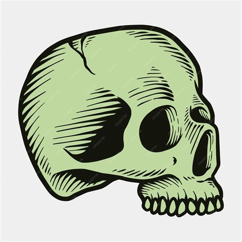 Human Skull Anatomy Labeled Draw Weiner - vrogue.co