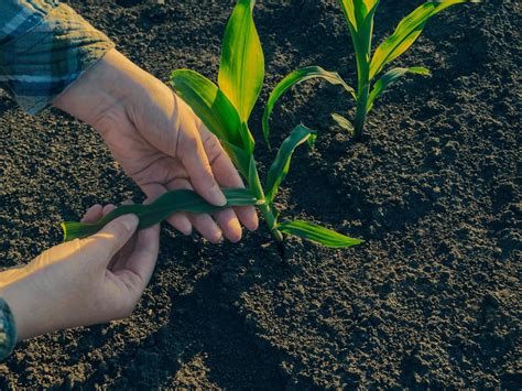 Pin on Gardening and Nature's Beauty