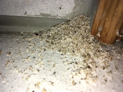 House spiders generate this fine dust piles every week. : r/Whatisthis