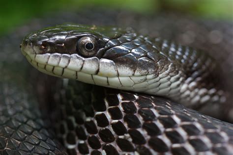 Art Lander’s Outdoors: The Black Rat Snake, common across Kentucky, helps control rodents ...