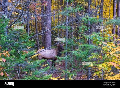 Bull elk in Clam Lake, Wisconsin Stock Photo - Alamy