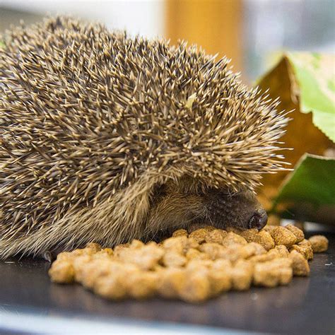 The RSPB myth busting on feeding in July. – Wiggly Wigglers