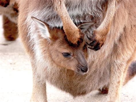 Kangaroo Joey In Pouch Free Stock Photo - Public Domain Pictures