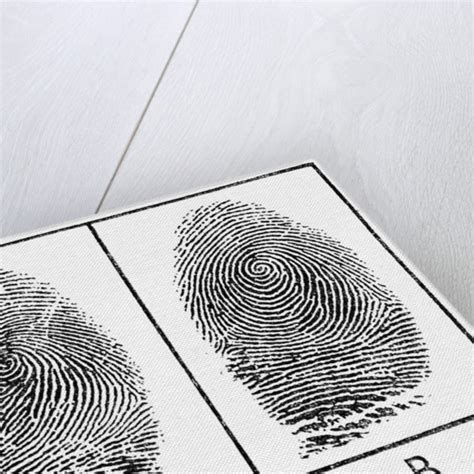 Fingerprints of identical twins posters & prints by Anonymous