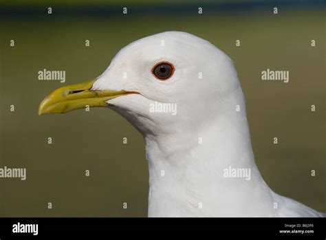 Mew gull breeding hi-res stock photography and images - Alamy