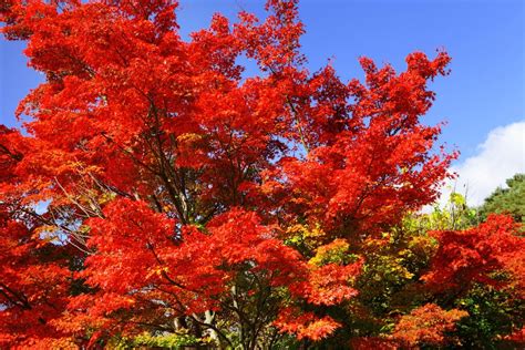 The top 6 trees for autumn colour - The English Garden