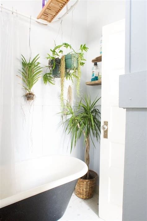 Best Plants That Suit Your Bathroom - Fresh Decor Ideas