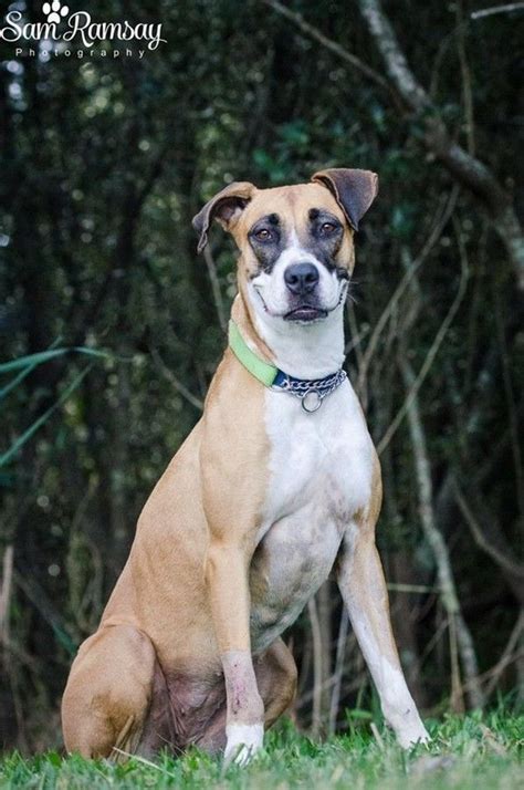 Jasmine - Large Female Bull Arab Mix in NSW | Shelter dogs, Dogs and puppies, Bull