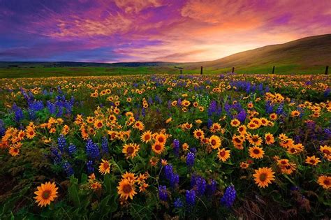 Wildflowers In The Valley Wallpapers - Wallpaper Cave