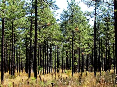 8 Alabama Native Trees to Plant Today