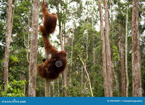 Lovely Orangutan Family Hanging on the Tree. Stock Image - Image of lovely, expression: 49042891