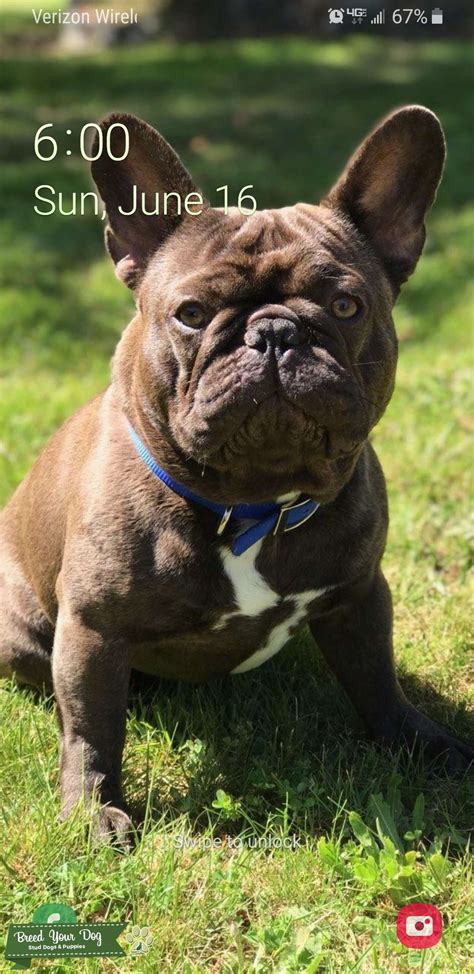 AKC Chocolate Male French Bulldog - Stud Dog in Washington, the United States | Breed Your Dog