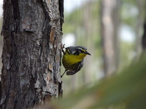 The final days of the Bahama nuthatch | Canada's National Observer: Climate News