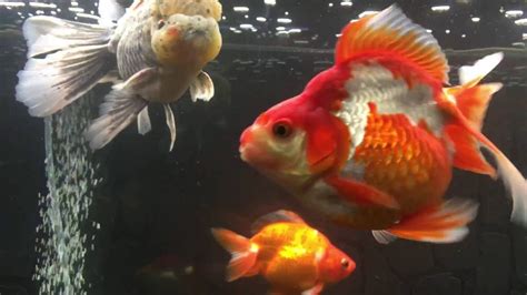 Giant Goldfish Oranda, Big Ryukin , Telescope , pearlscale, calico ...