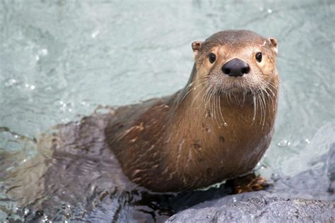 Loutre de rivière - Zoo Ecomuseum