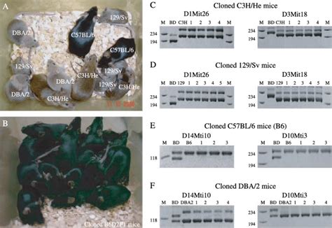 Cloned mice and genomic analysis. (A) Healthy cloned inbred C57BL/6,... | Download Scientific ...