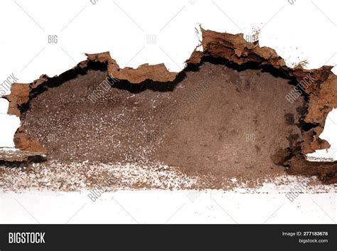 Nest Termite, Image & Photo (Free Trial) | Bigstock