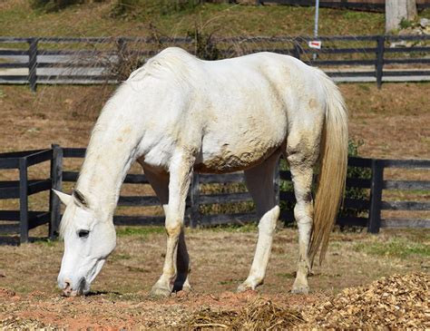 What Is The Fastest Horse Breed In The World? (With Pictures) - Horses and Halters