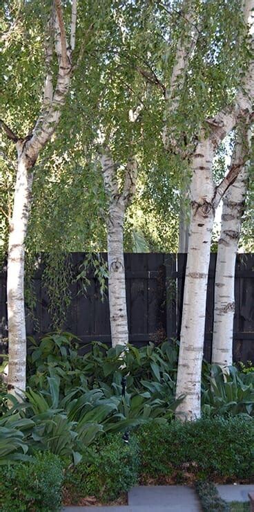 Betula 'Moss White' Silver Birch - Hello Hello Plants