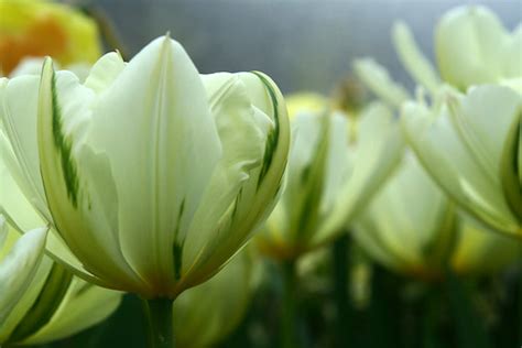 Grow Green Tulips – Gardeners Tips