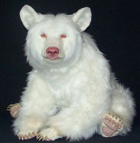 Albino black bear - Citico Ridge Bears | Rare albino animals, Albino ...