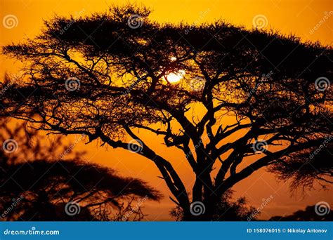 African Sunset with Acacia Tree in Masai Mara, Kenya. Savannah ...