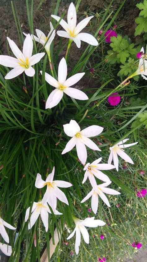 Zephyranthes rosea stock image. Image of rosea, garden - 34290733