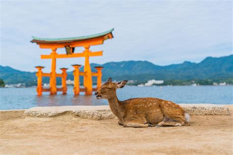 Miyajima Island Is Full of Deer and Is One of the Best Things to See in ...