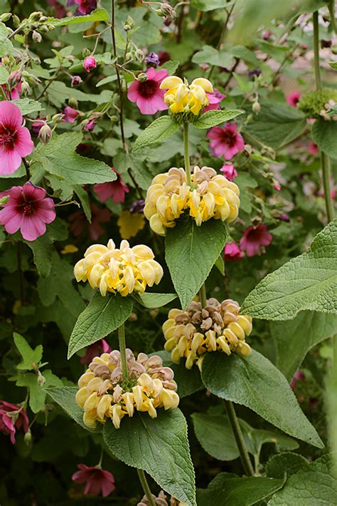 Photo #71248 | Phlomis russeliana | plant lust