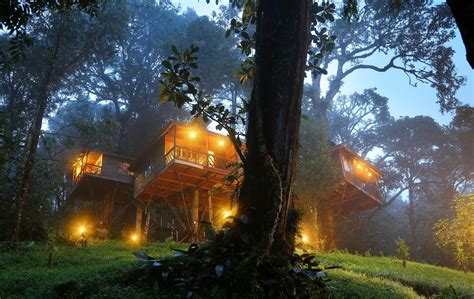 Tree House Munnar Images : Stay With Nature On A Tree House Fortex ...