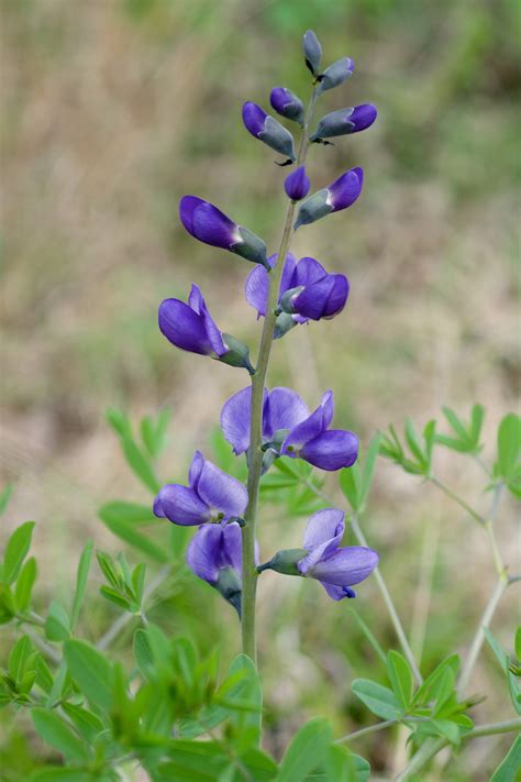 Wild Blue Indigo Seeds - The Plant Good Seed Company