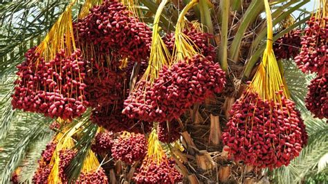 HOW TO HARVEST DATES? THE BEST DATES FARMING AND HARVESTING WITH MODERN TECHNOLOGY - DATE PALMS ...