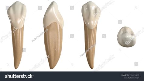 471 Mandibular canine Images, Stock Photos & Vectors | Shutterstock