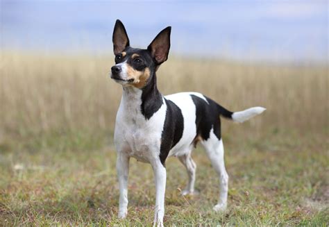 Miniature Terrier Breeds