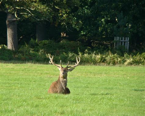 Photographs — Richmond Park — Deer — 22 September 2017 — 1 — wasaweb.net