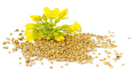 Organic Yellow Mustard Seeds - How to use it and the benefit - Bulkeez ...