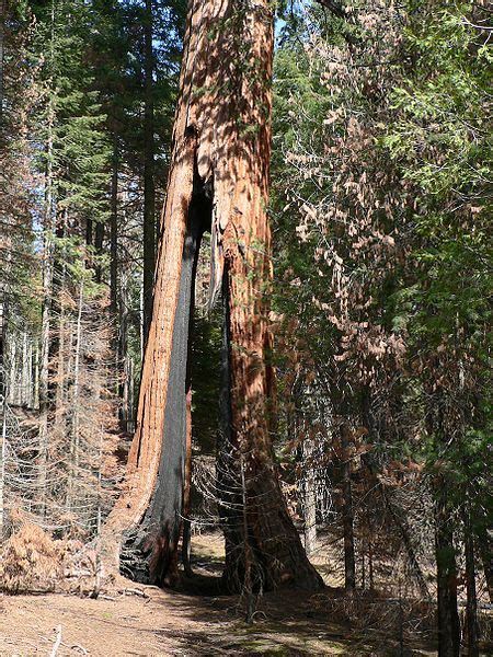 Giant Sequoia Tree Pictures, Information on the Giant Sequoia Tree Species