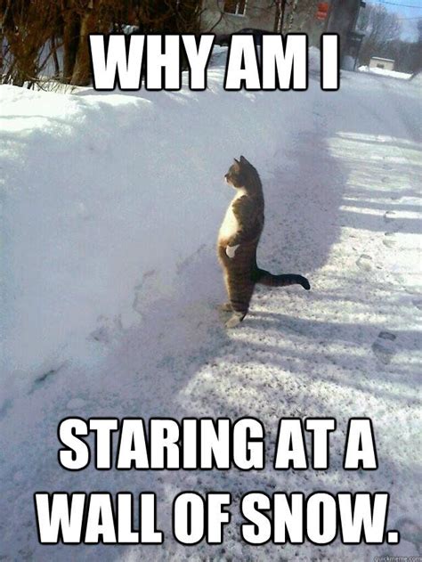 Image result for cat in snow gif Funny Animal Memes, Funny Animal Pictures, Cute Funny Animals ...