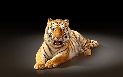 HD wallpaper: Amur tiger sleep, bengal tiger photo, Cat, sleeping | Wallpaper Flare